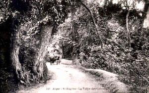 Alger-Saint-Eugene - Vallee des Consuls